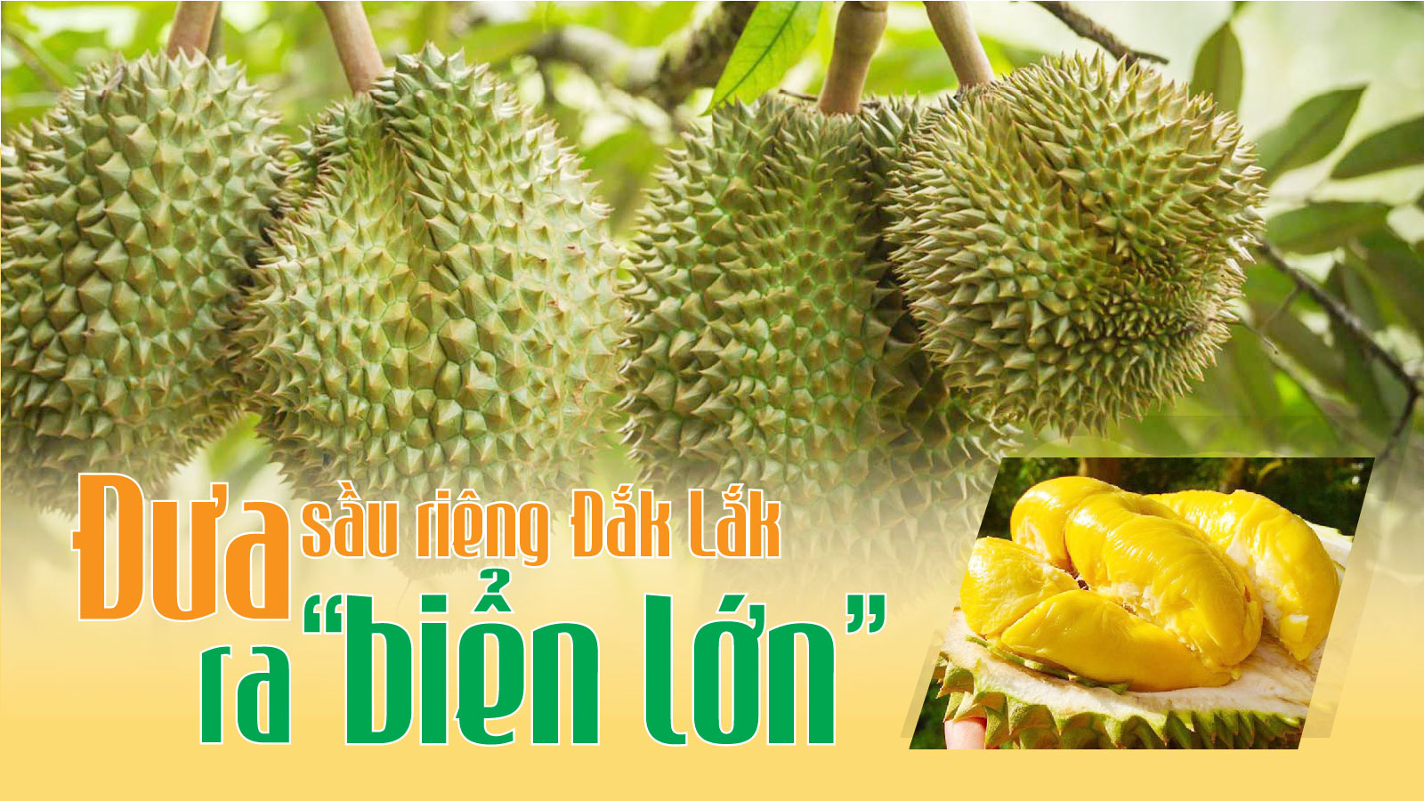 Đắk Lắk tăng cường quản lý hoạt động thu mua, xuất khẩu sầu riêng vụ mùa 2024